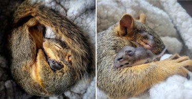 Adult squirrel sleeps curled up with baby deer mouse