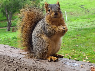 Plump squirrel holding note poses for camera