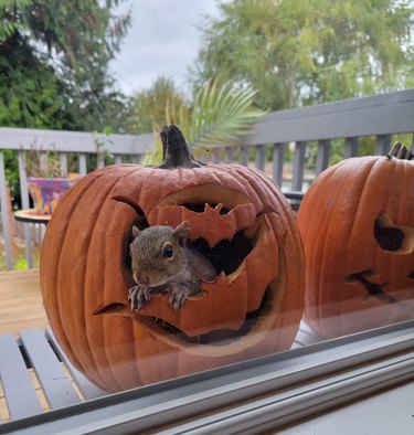 Squirrel inside jack-o'-lantern looks through window