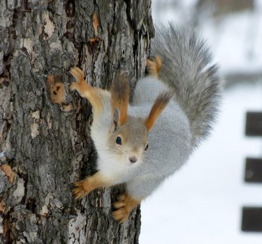 Russian squirrel with white coat and red tufted ears climbs on tree
