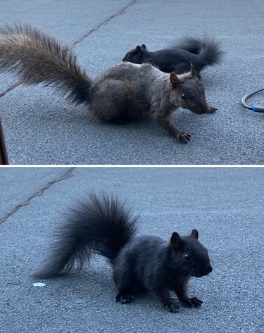 Brown adult squirrel and baby black squirrel stand on roof