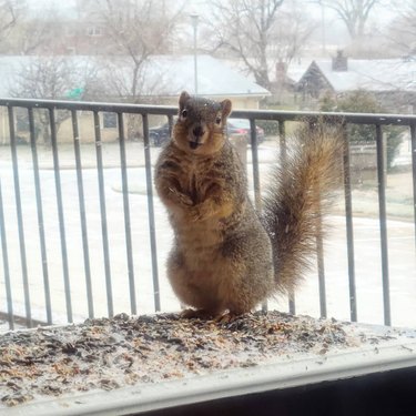 Squirrel on window sill stands on hind legs