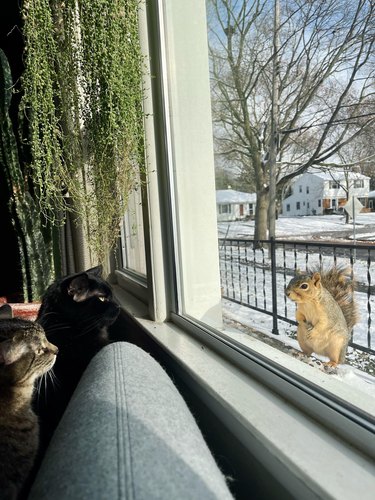 Two cats and a squirrel observe each other through window