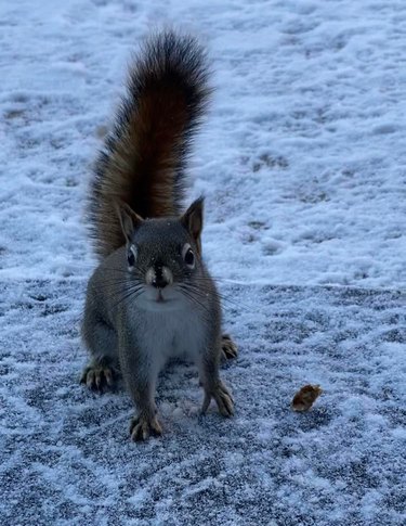 Squirrel with bright eyes and bushy tail