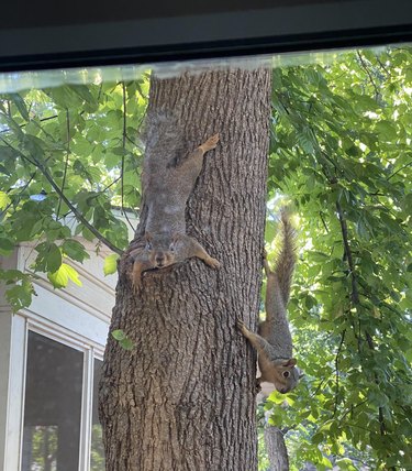 Two squirrels climbing on tree look into house