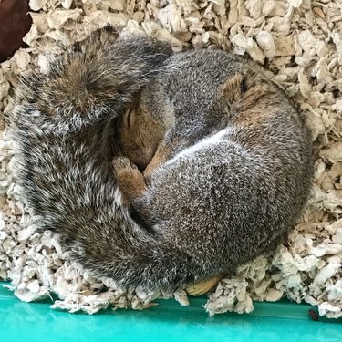 Squirrel sleeps curled up in a ball