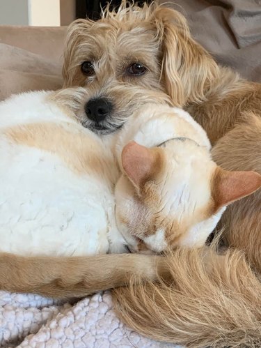 Dog cuddling with white and tan cat