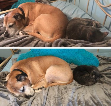 Cat and dog napping side-by-side on bed