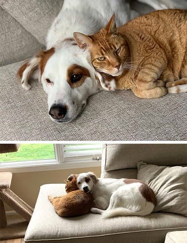 Cat and dog cuddling on couch