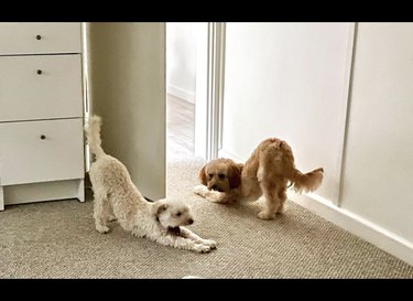 two dogs in downward dog.