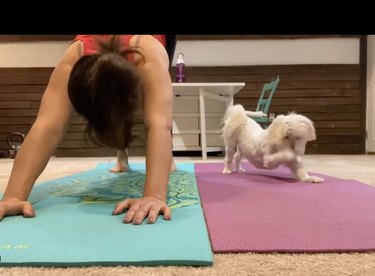 dog doing yoga on mat with human person