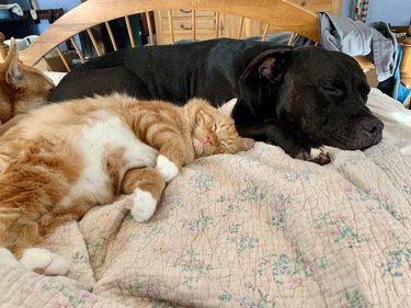 Cat and dogs napping together on bed