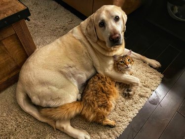 Cat and dog cuddling on carpet