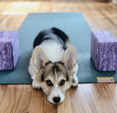 dog on yoga mat with blocks.