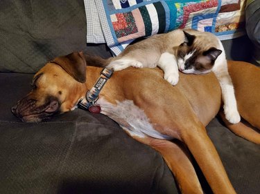 Cat and dog cuddling on couch