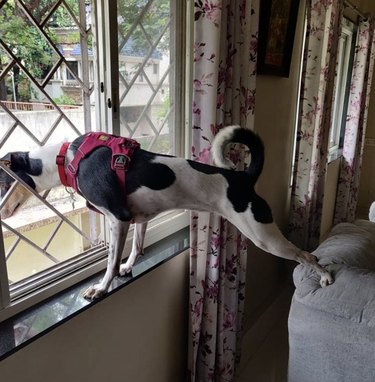 dog doing yoga pose.