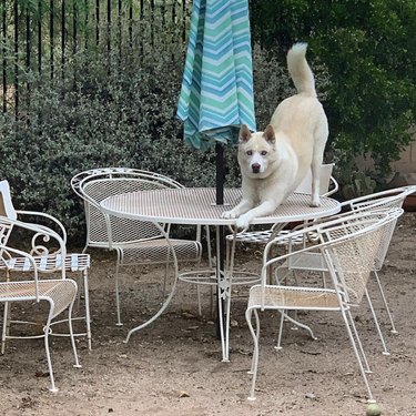 dog on patio table in downward dog.