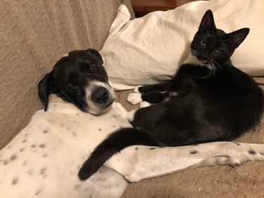 Cat and dog cuddling on couch