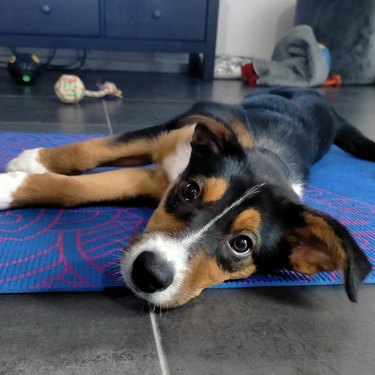 dog on yoga mat.