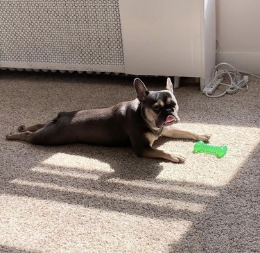 dog on carpet in yoga pose