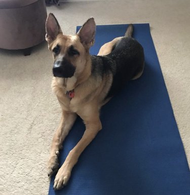 dog on yoga mat.