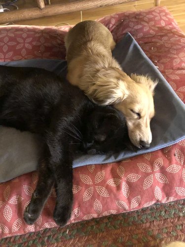 Cat and dog cuddling on a heating pad