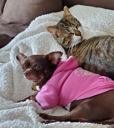 Cat and grumpy-looking dog cuddling on blanket