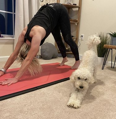 dog doing yoga.