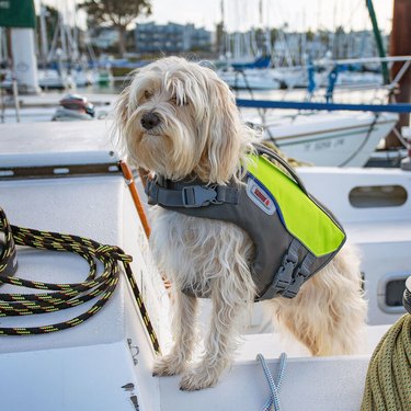 Scruffy terrier on a sailboat wearing a KONG lifejacket in gray and neon green.