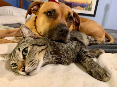 Cat and dog cuddling on bed