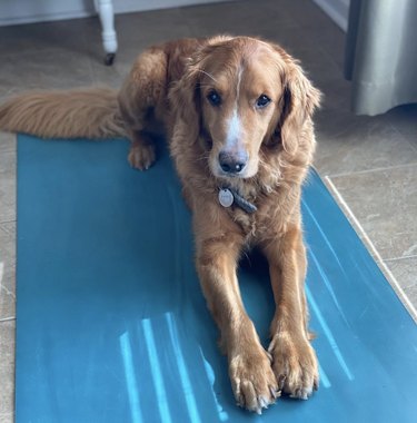 dog on yoga mat.