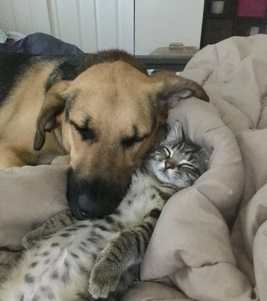 Kitten and dog cuddling on bed