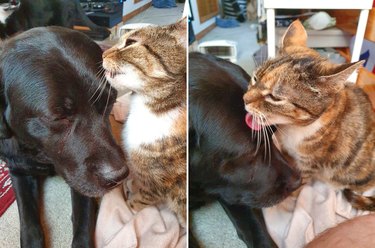 Cat grooming dog's face
