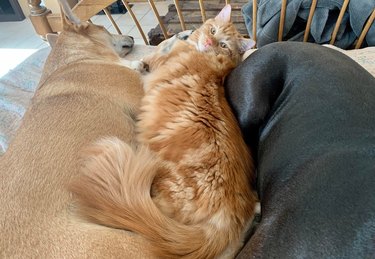 Cat laying on bed between two dogs