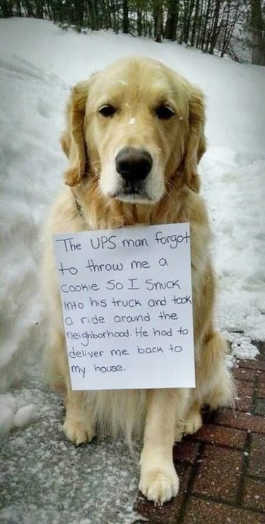 dog sneaks onto UPS truck