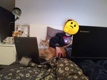 cat sits on decoy laptop