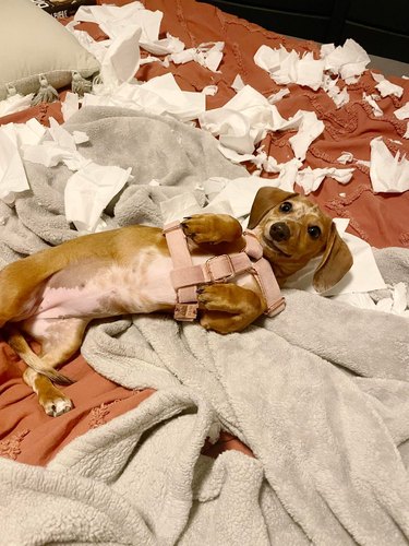 dog tears up tissue box