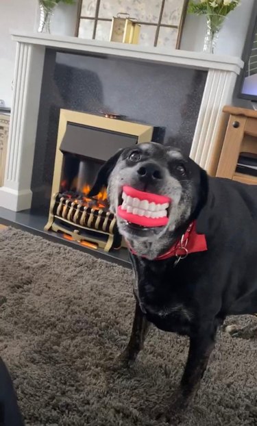 funny dog steals novelty teeth