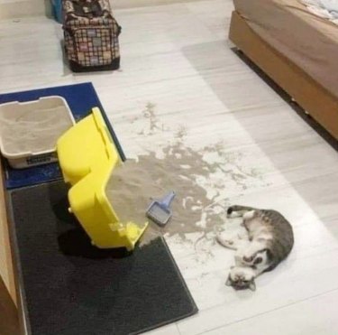 cat knocks over litter box