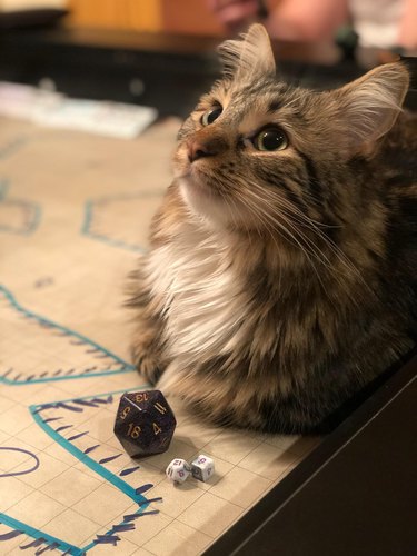 Cat sitting on battle map with dice
