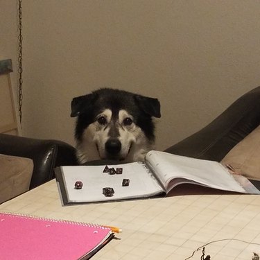 Dog with dice and character notebook