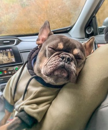 A French bulldog wearing a hoodie, sitting in the front seat of a car with its eyes closed and head resting against the seat.