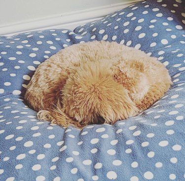A goldendoodle-type dog curled up into a ball on a large pillow.