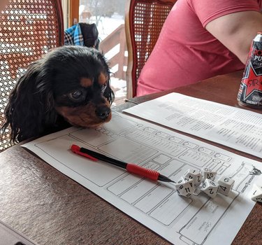 Dog sitting at table with character sheet and dice