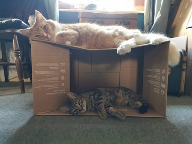 cats sleep on box