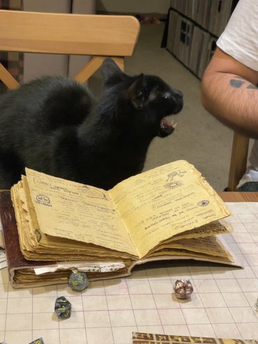 Cat at table with dice and character notebook