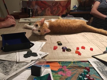 Cat laying on table on top of battle map with tokens