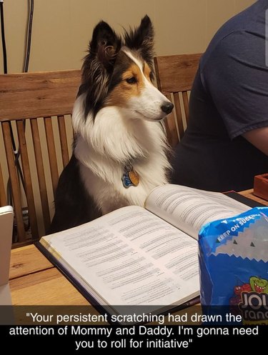 Dog sitting at table with D&D book open