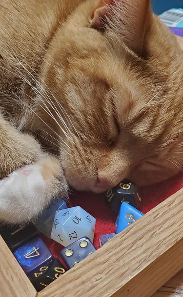 Cat asleep in dice tray