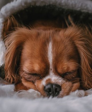 A cavalier King Charles spaniel's face smooshed against a blanket, asleep.